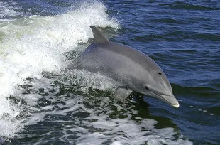 Tenerife Whales and Dolphins