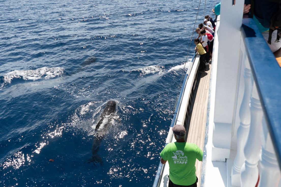 Clients-Tenerife-Watching-Whales-and-Dolphins-Los-Cristianos