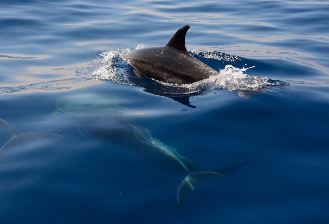 Tenerife-Dolphin-Watching-Mar-de-Ons