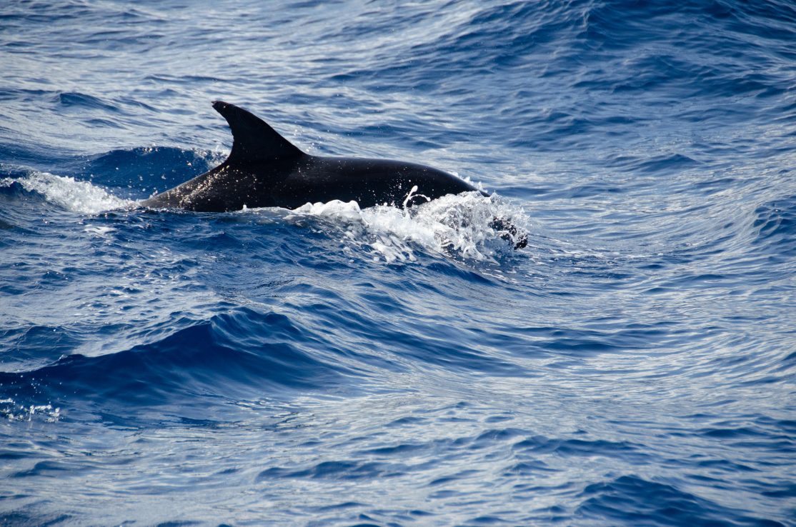 Tenerife-Dolphin-Watching-Mar-de-Ons