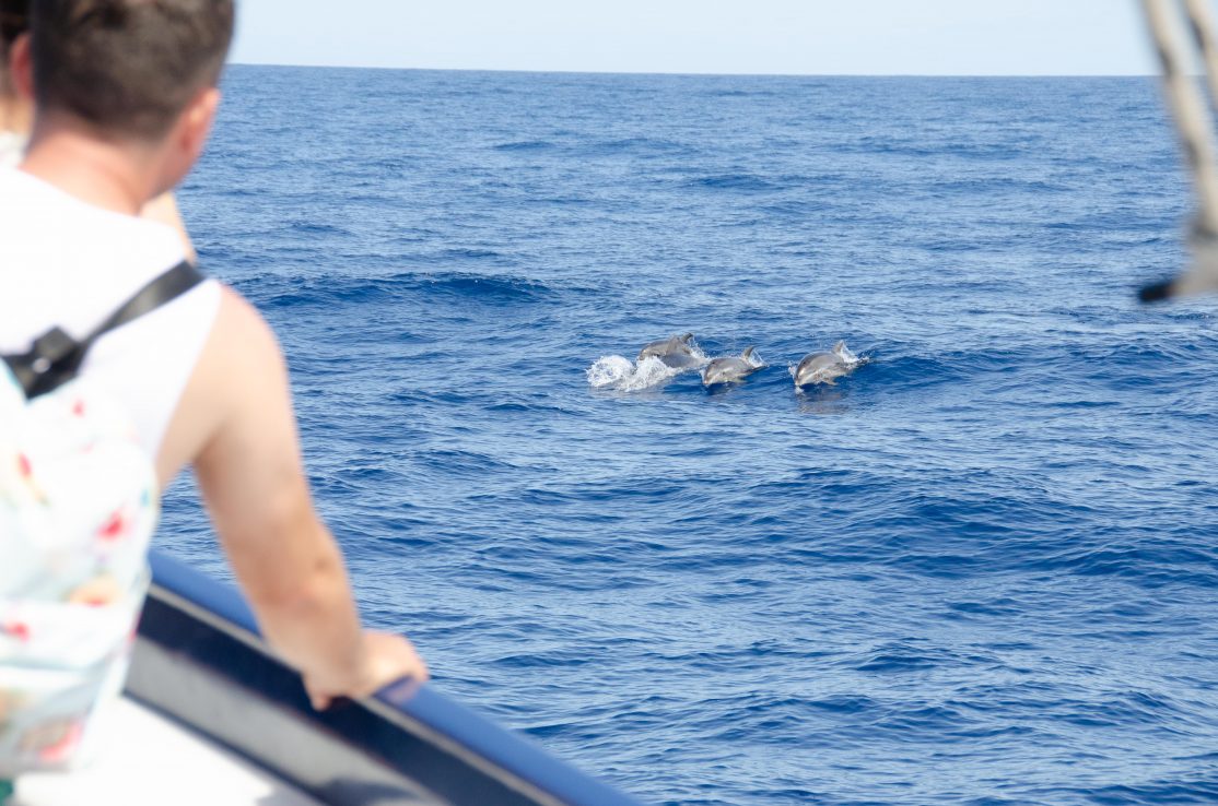 Tenerife-Observación de delfines