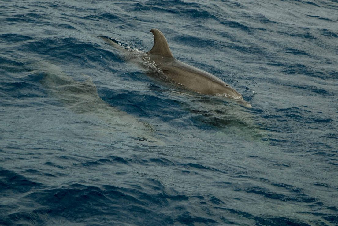 Tenerife-Sur-Avistaje de delfines