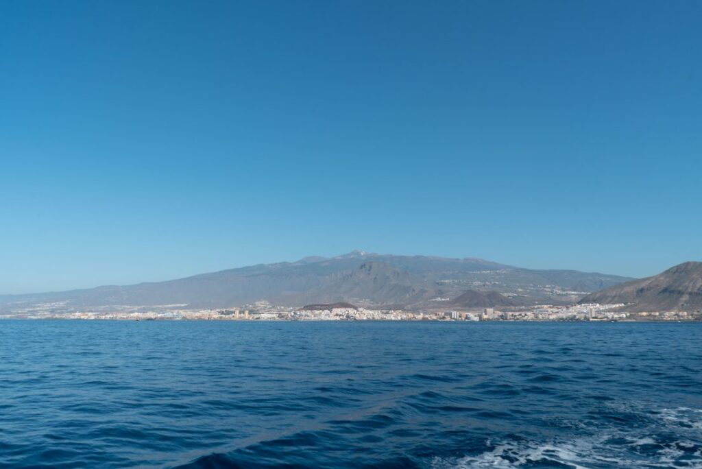 Excursión en barco para avistar ballenas y delfines en Tenerife