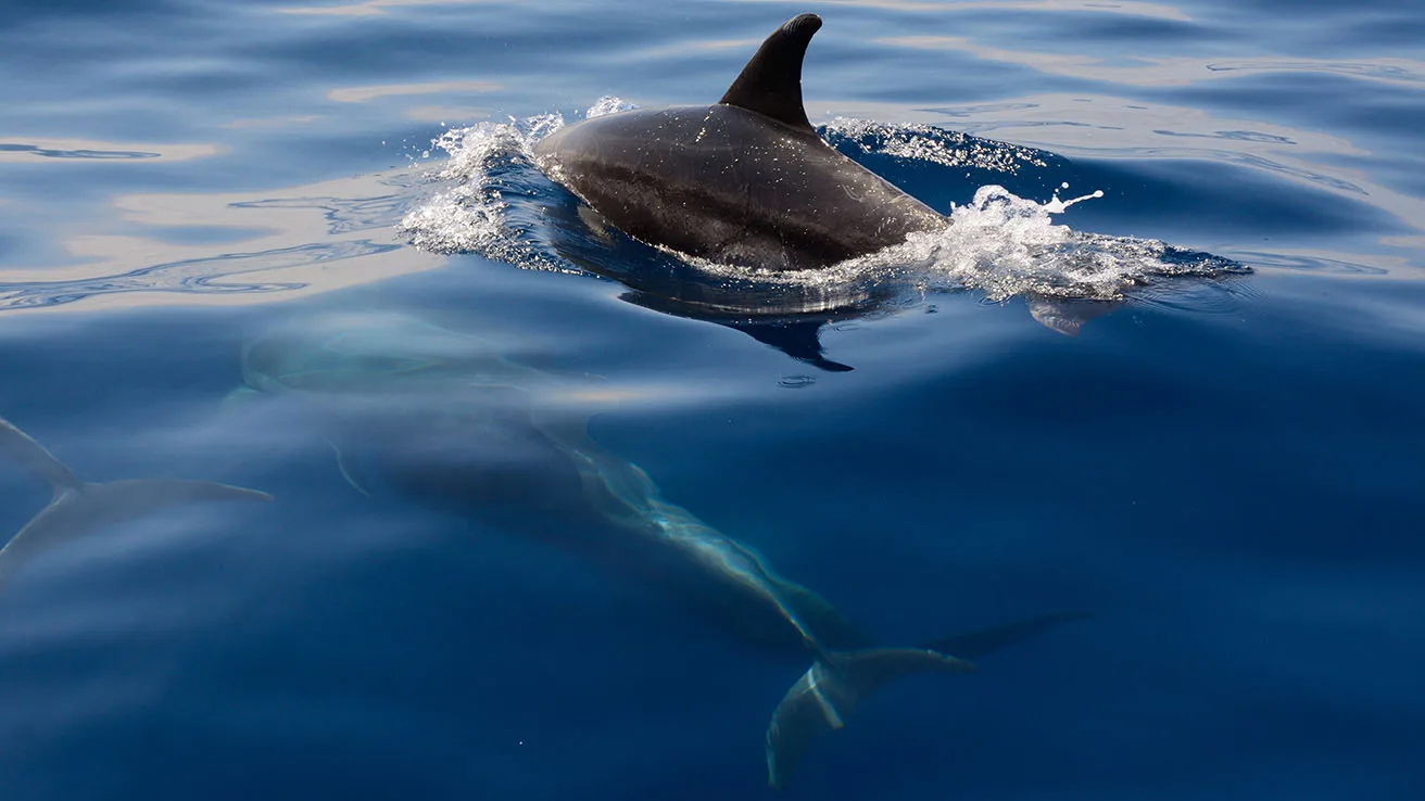 Tenerife-dolphins