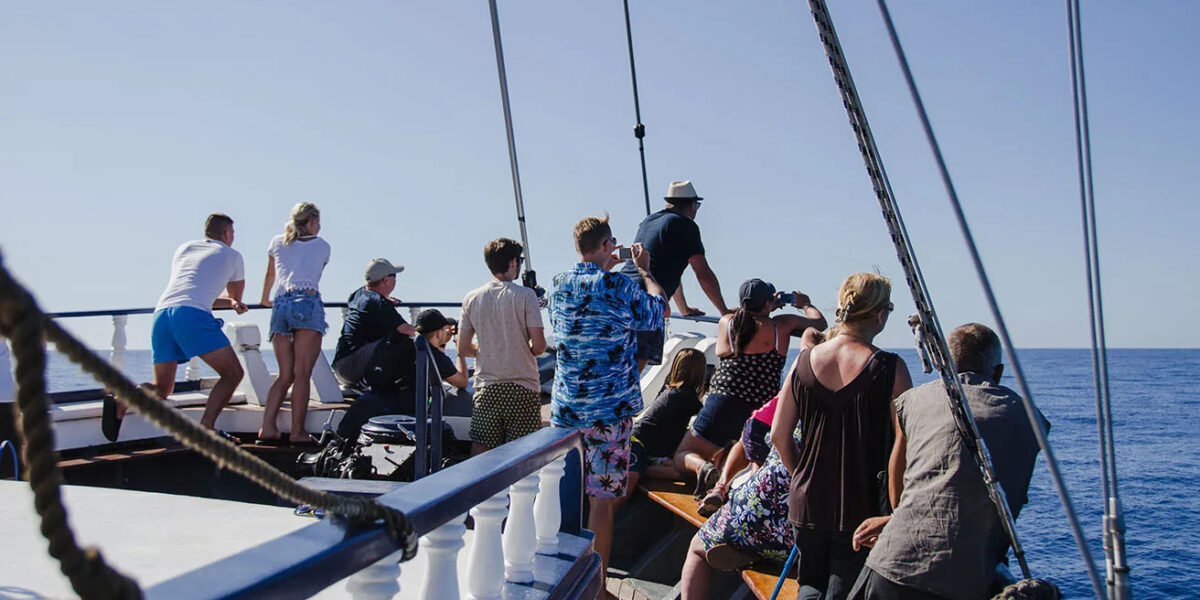 Tenerife-tourist-whales-and-dolphins