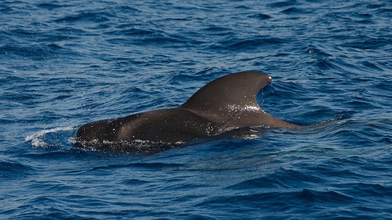 Tenerife-ballenas