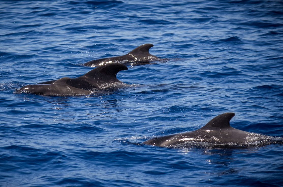 Whales and Dolphins Watching Tenerife