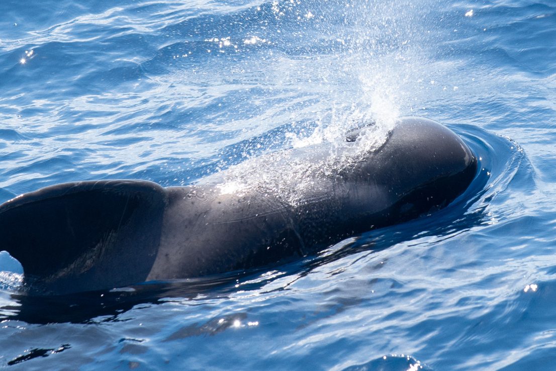 avistamiento de cetáceos-Tenerife